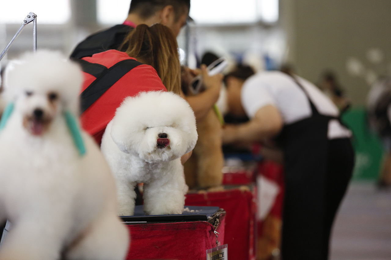 2019年5月广州琶洲华南宠物用品展