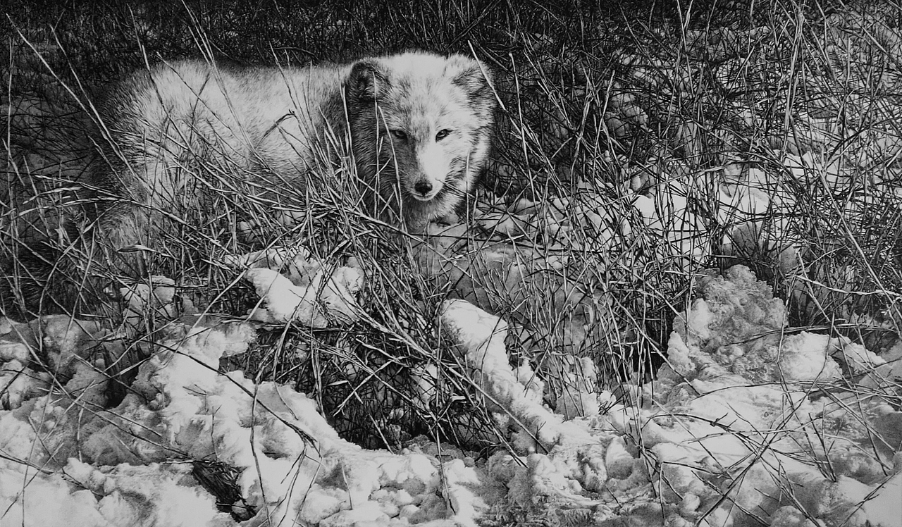 我的部分钢笔画作品，与朋友们交流。（图ZNTk1ODEzMTY=） - 绘画 - 站酷设计师海哥艺绽原创素材 - 站酷ZCOOL