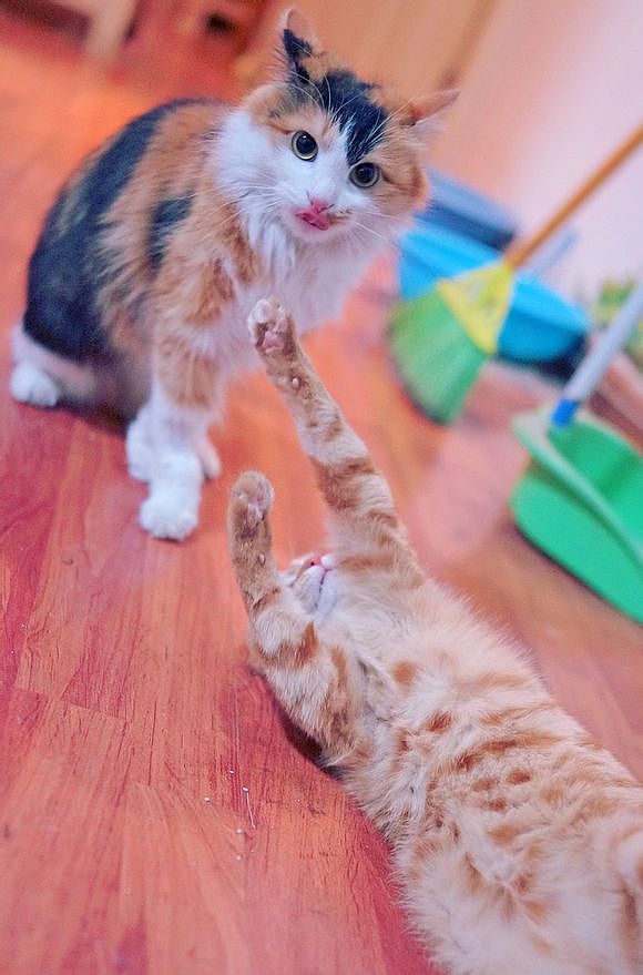 还舔唇~小起酱,你这样犯规真的好吗=。=