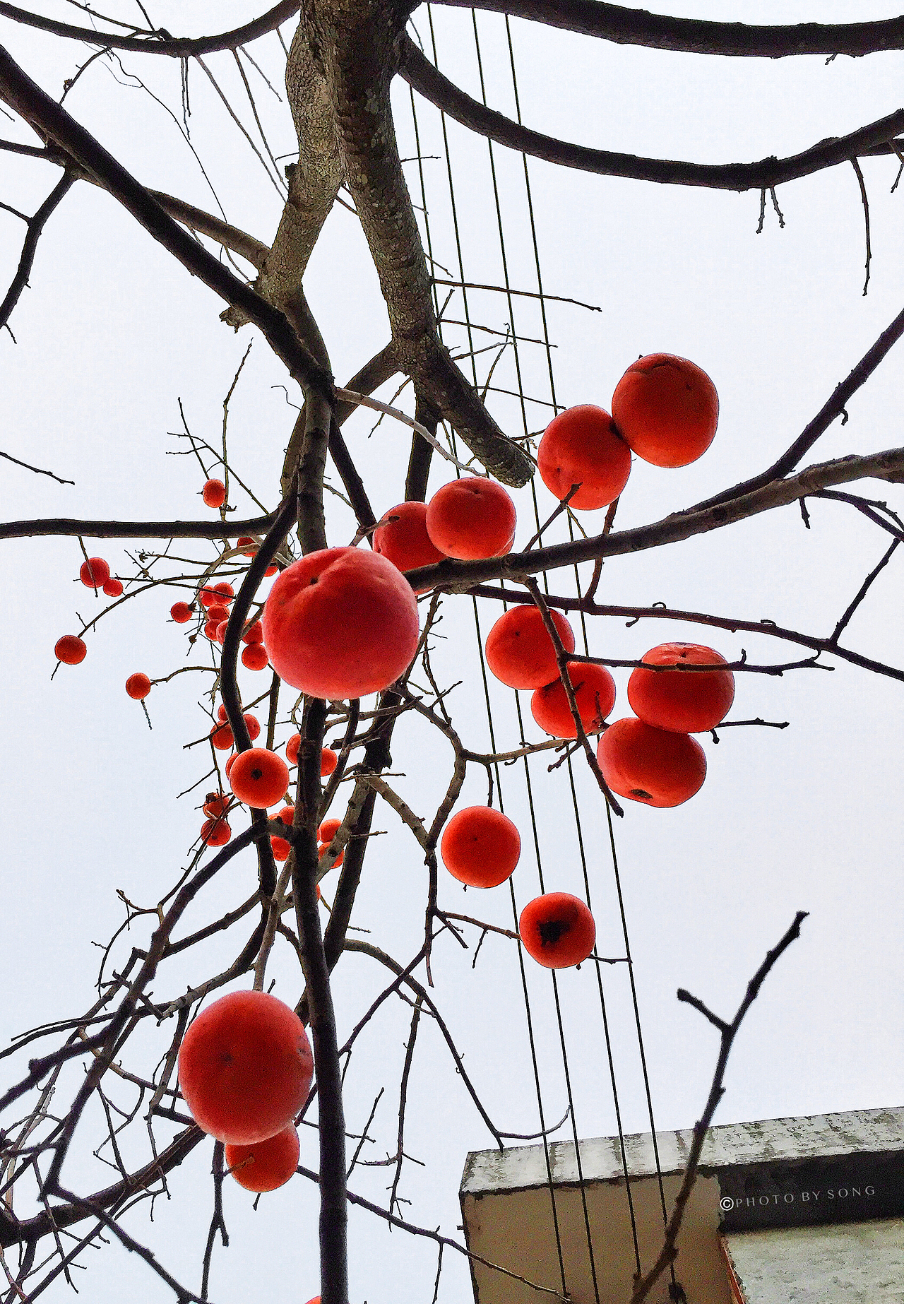 冬日里的柿子树