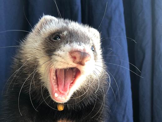 发个百事日常（个人主页-ZMjk4MzYzMjQ=） - 宠物摄影 - 站酷设计师梨梨公举原创素材 - 站酷ZCOOL