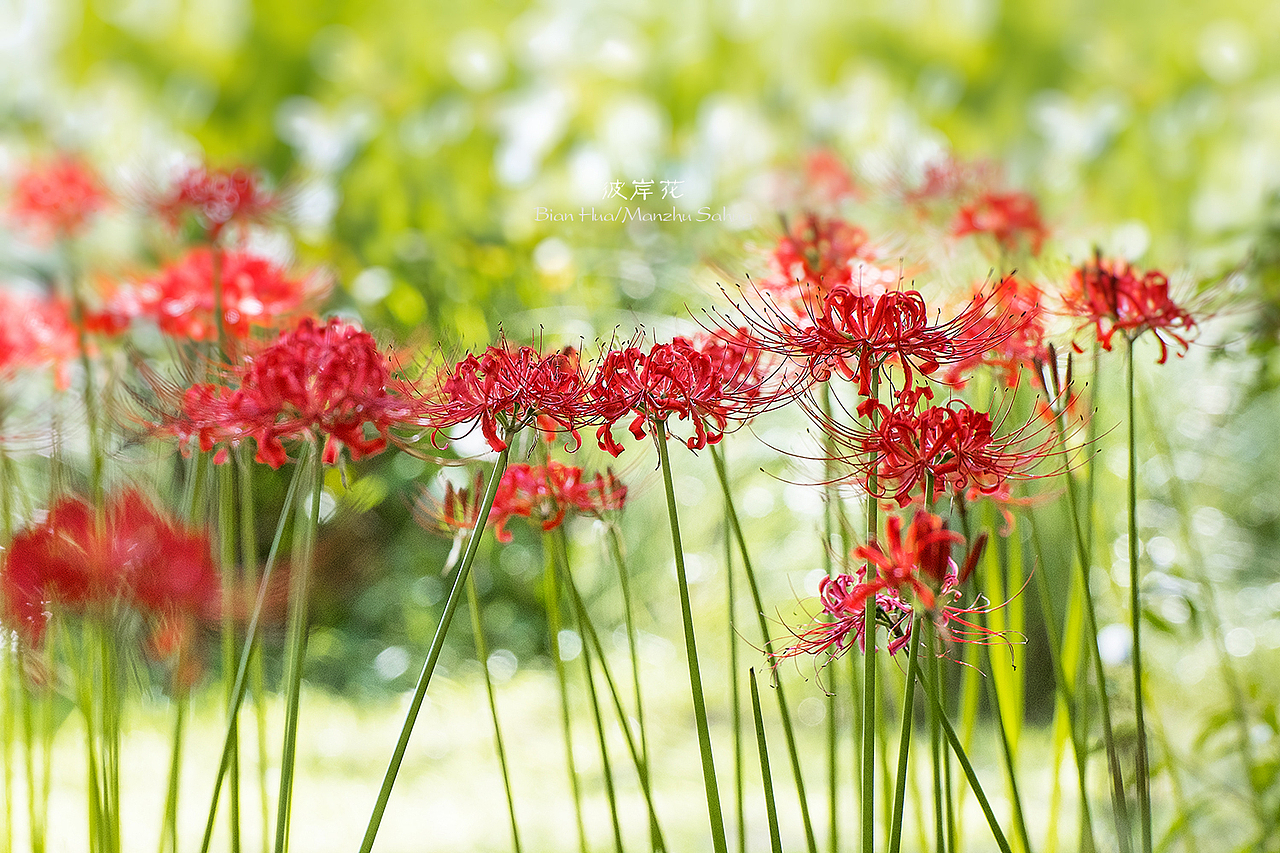 【彼岸花Red Spider Lily】（图ZMTc3MDI1Njcy） - 风光摄影 - 站酷设计师老陆逍遥原创素材 - 站酷ZCOOL