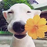 云朵Y的头像