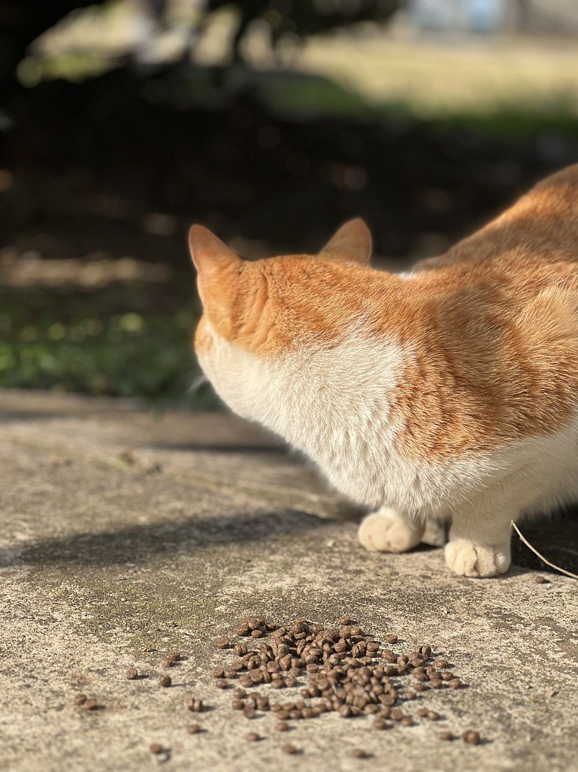 摄影作品（图ZMzY0NzM3NDE2） - 宠物摄影 - 站酷设计师丝易露原创素材 - 站酷ZCOOL