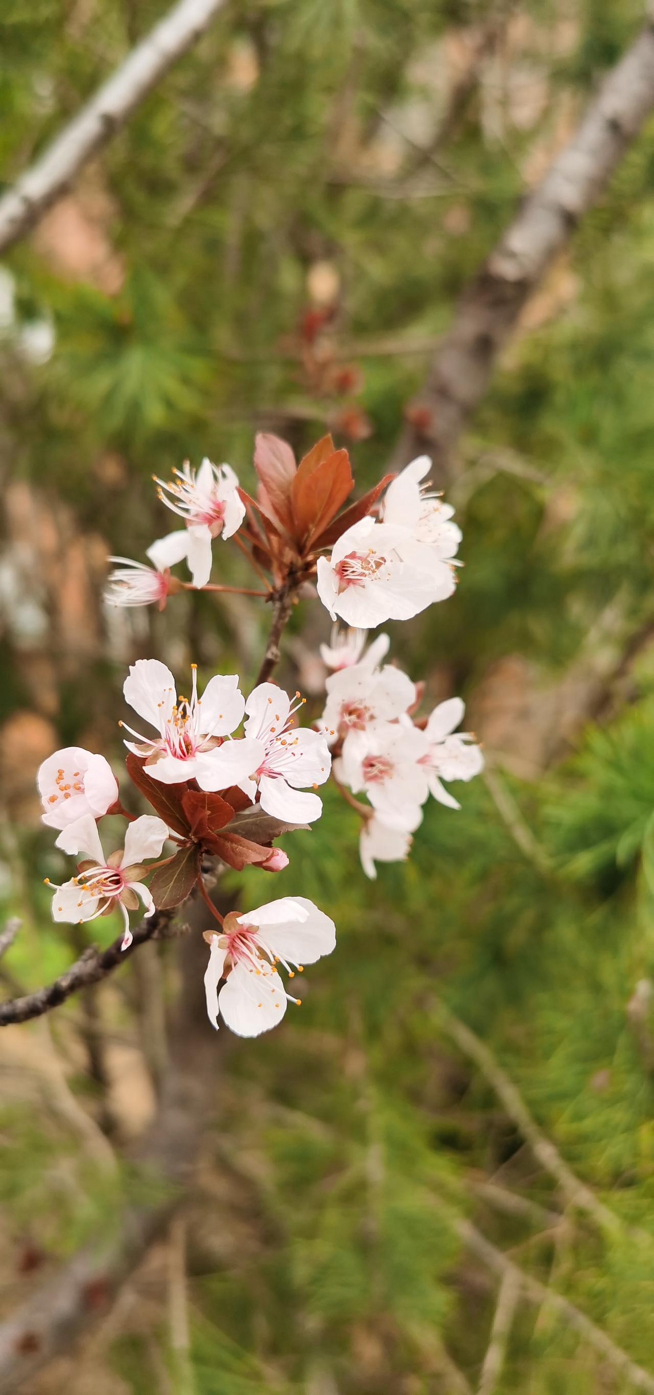杏花春开欲满城