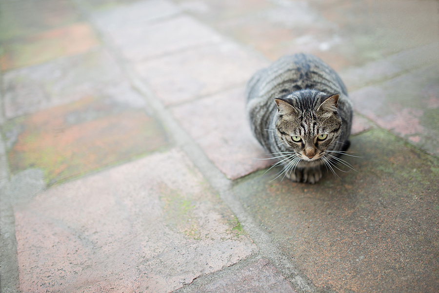 窗口、书架，茶几台都是好地方！