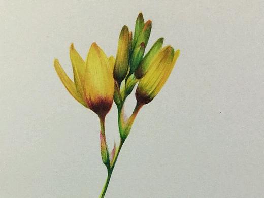 简艺一花
