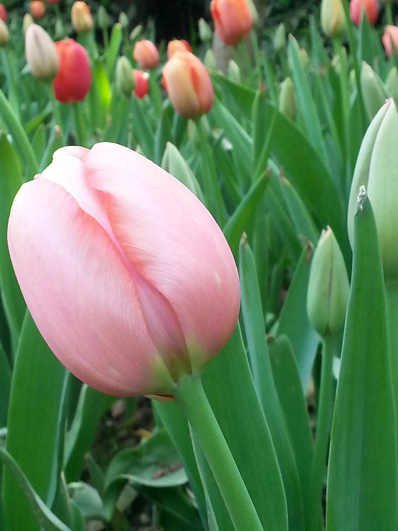 杭州太子湾的郁金香