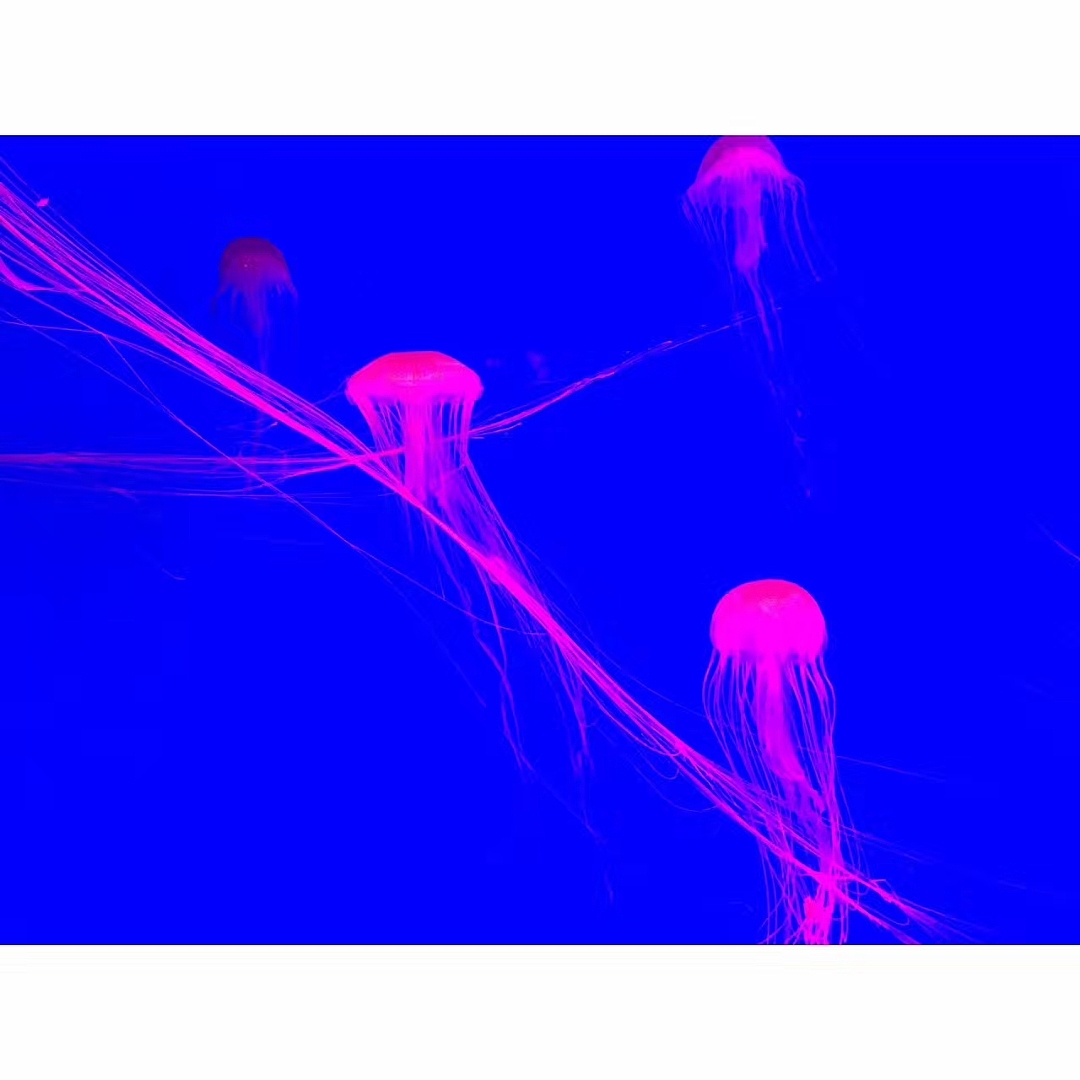 「水生物超有爱」（图ZMTAzNTQwMjA0） - 宠物摄影 - 站酷设计师王小刁不刁原创素材 - 站酷ZCOOL