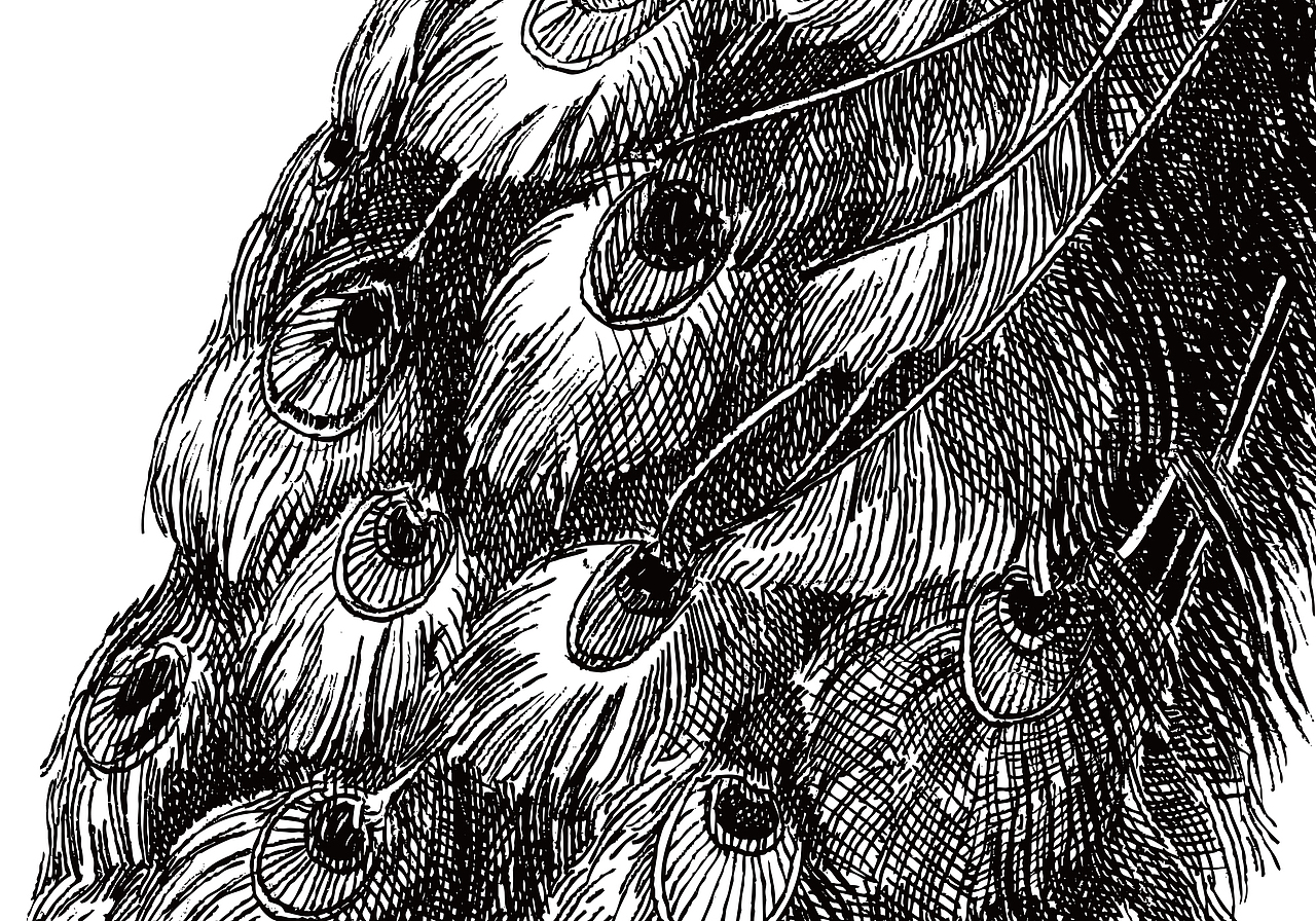 雨林古树茶品牌包装插画(图ZNjMzODEwMjA=) - 商业插画 - 站酷设计师秋岭QIULING原创素材 - 站酷ZCOOL