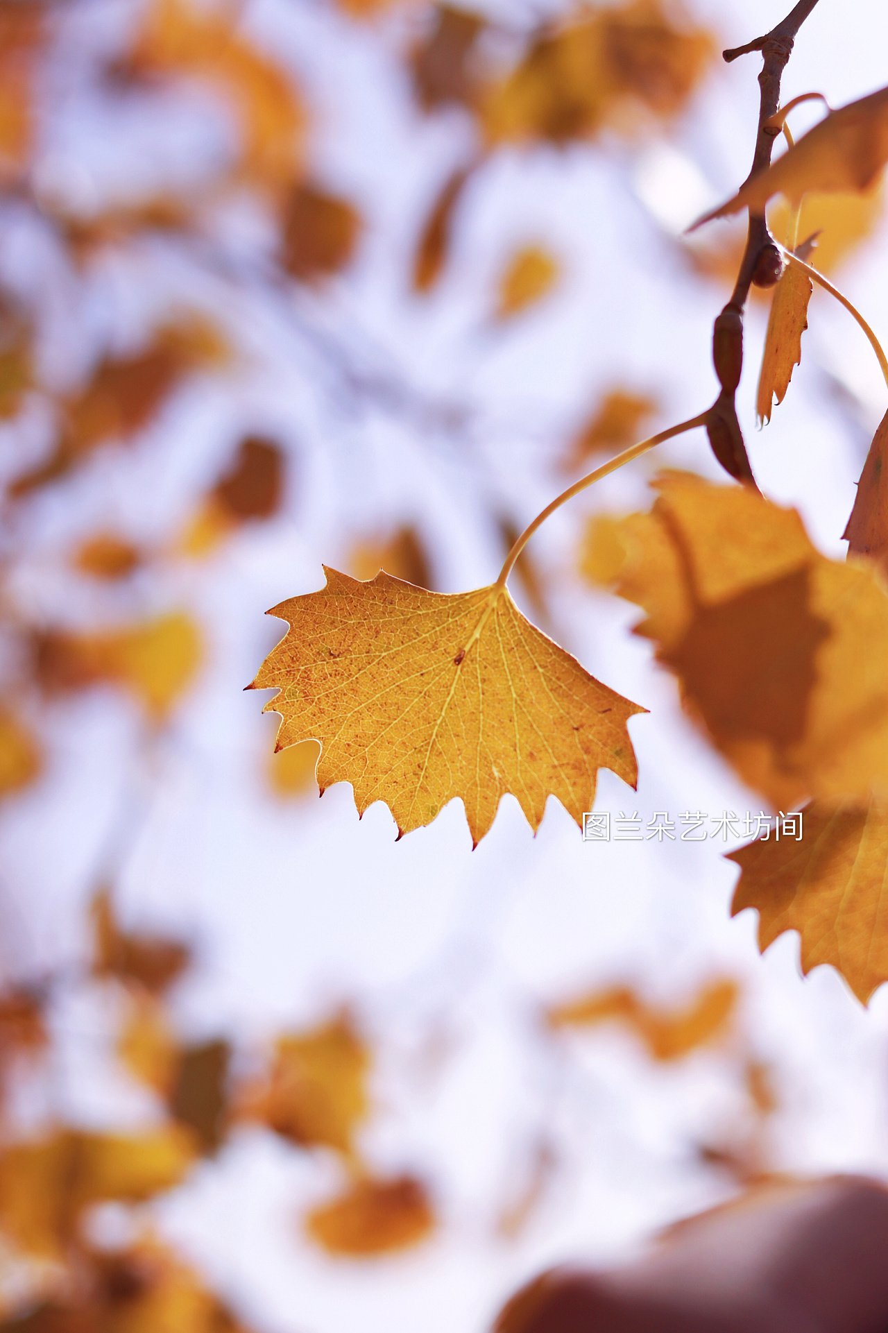 感受胡杨之美——新疆罗布人村寨大赏