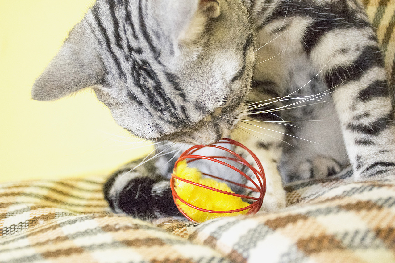 猫咪摄影（图ZODE1MzA2MzY=） - 宠物摄影 - 站酷设计师su北原创素材 - 站酷ZCOOL