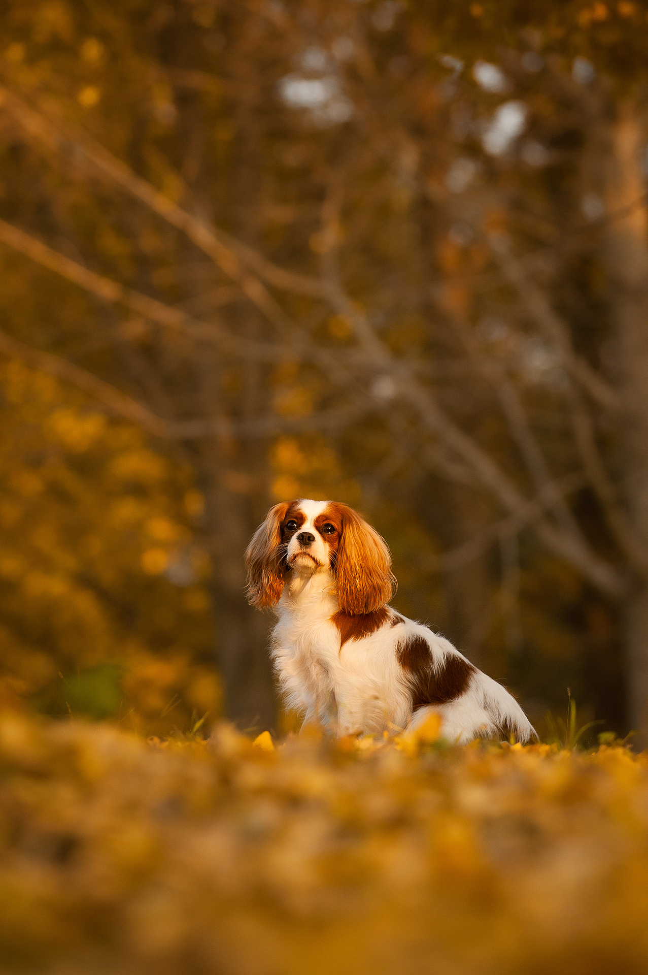 查理王小猎犬flora应季的银杏均木纪实宠物摄影