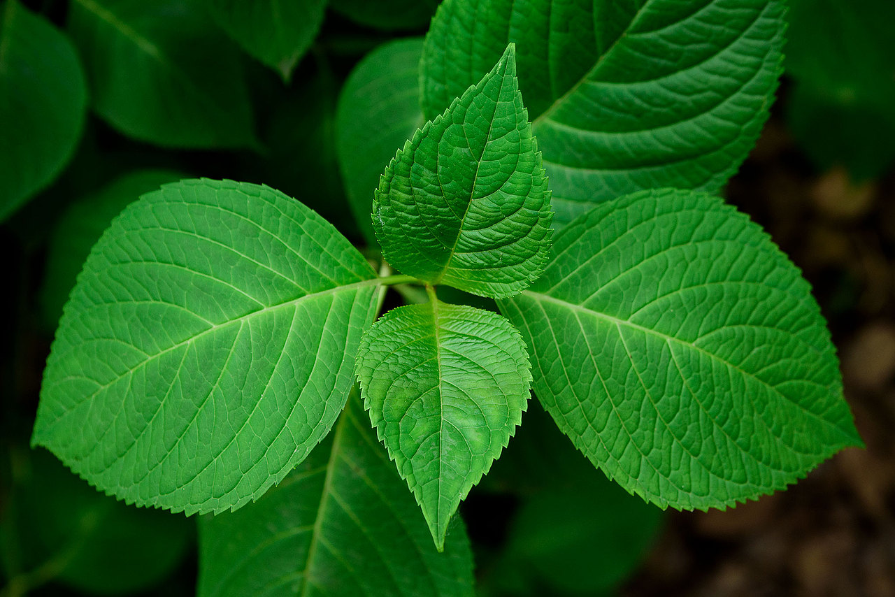 风光 | 花花草草一箩筐（图ZMTU5NjI4MTAw） - 风光摄影 - 站酷设计师小獭原创素材 - 站酷ZCOOL
