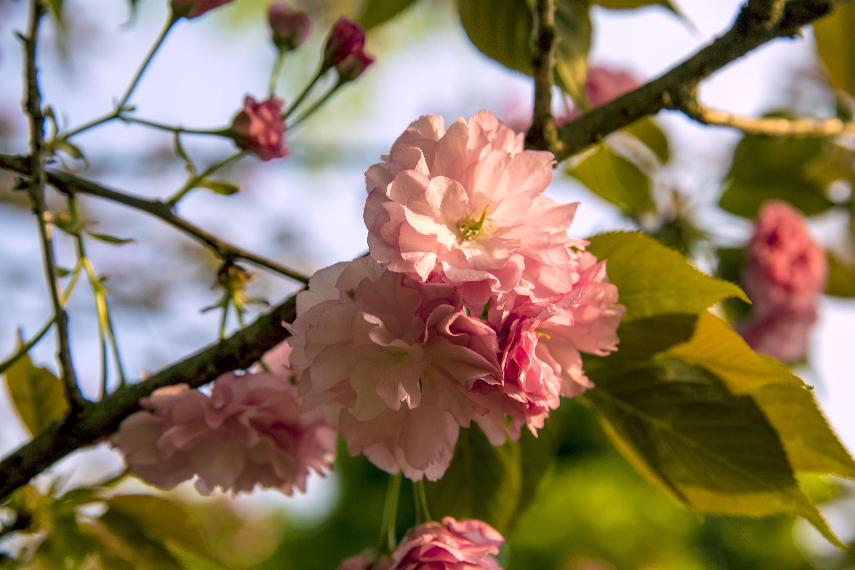 春之花,长沙植物园樱花节