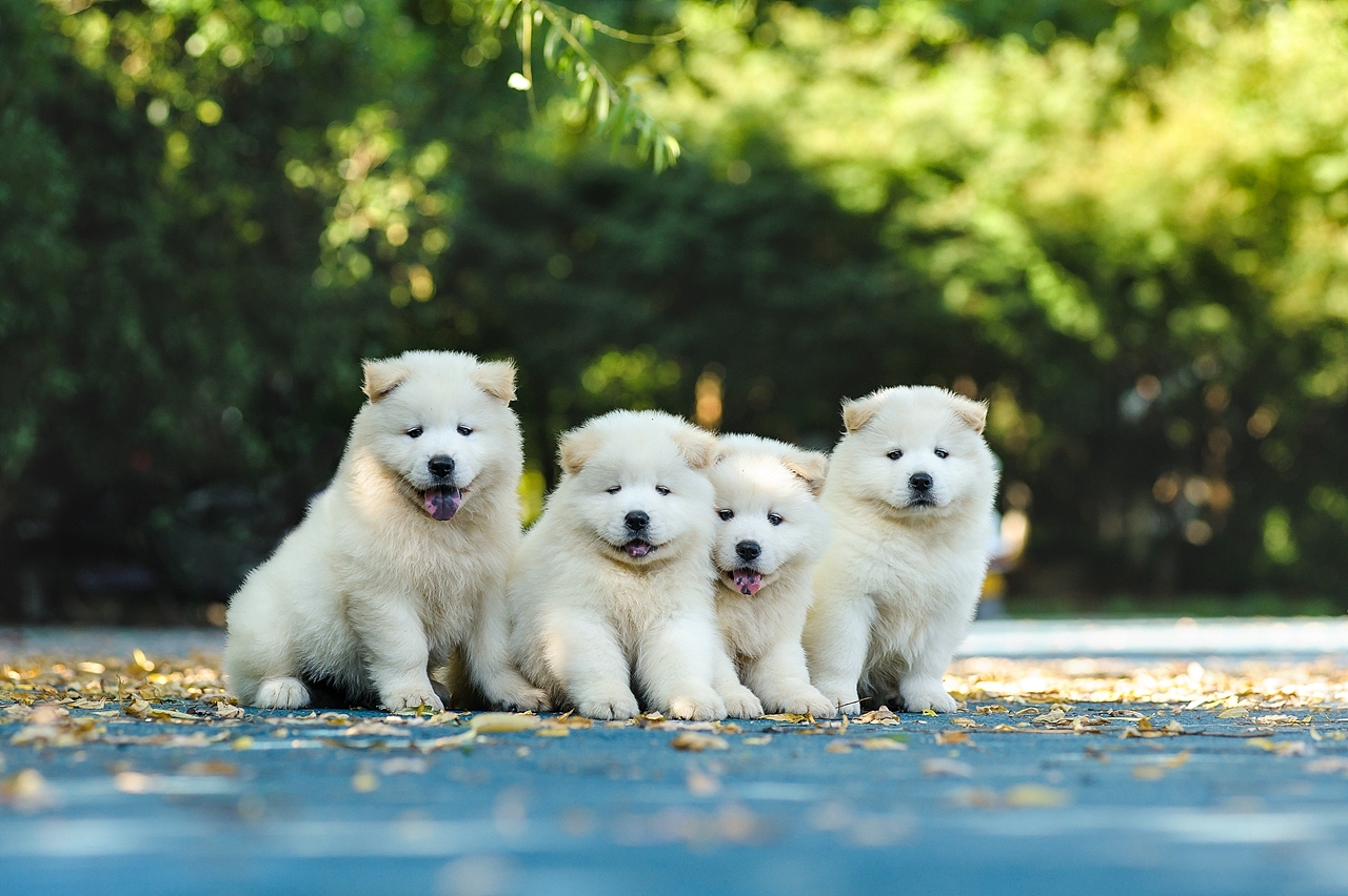 【均木纪实宠物摄影】记,一群松萨的奶汪们第一次郊游