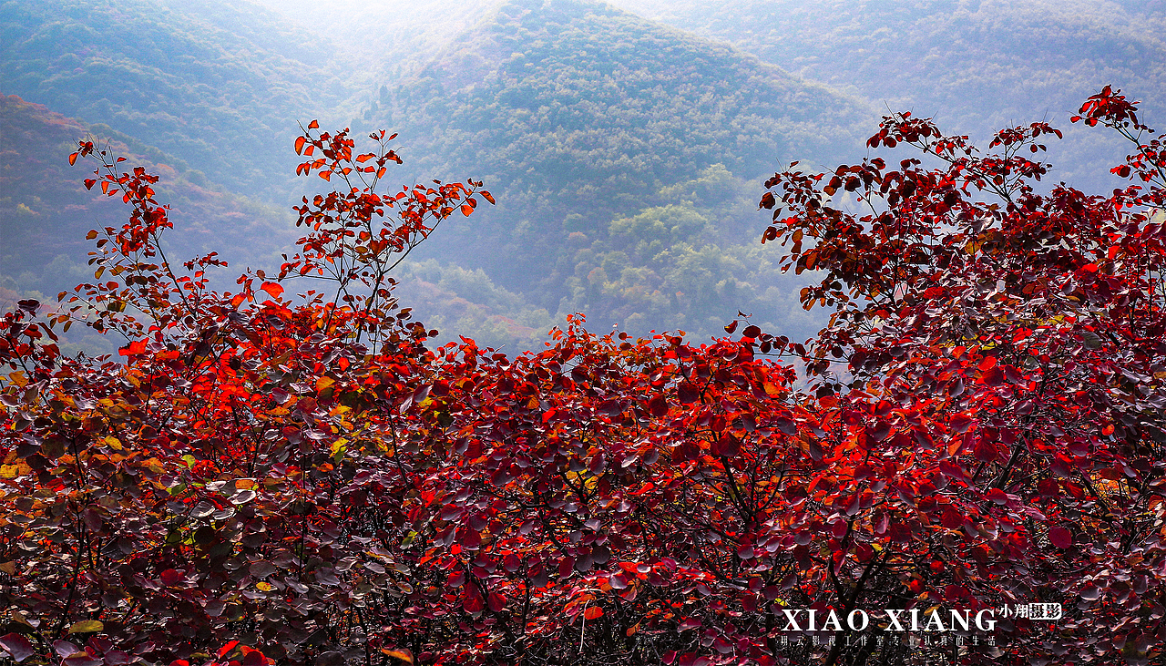 蔡节红叶（图ZOTM5OTM5MDA=） - 风光摄影 - 站酷设计师lixiangpeng1122原创素材 - 站酷ZCOOL