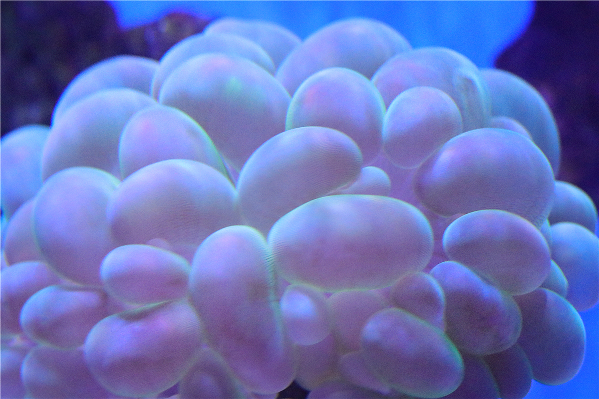 外星人的大脑就是长这样的吧