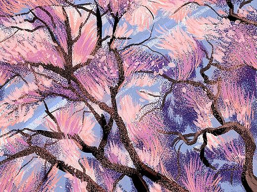 猫与婵插画记 | 樱花之旅