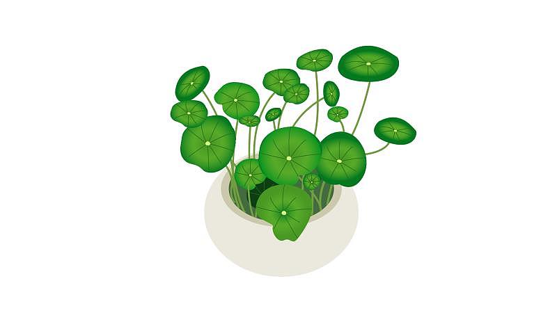 日常小练-植物插画（图ZMTk2MzIyMTIw） - 创作习作 - 站酷设计师二人余三人王原创素材 - 站酷ZCOOL