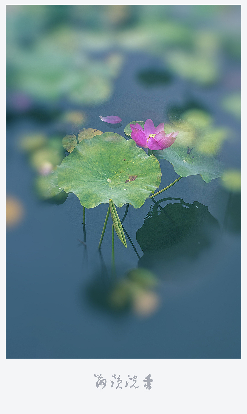【荷韵沉香】（图ZMjEzNDE1OTEy） - 风光摄影 - 站酷设计师老陆逍遥原创素材 - 站酷ZCOOL