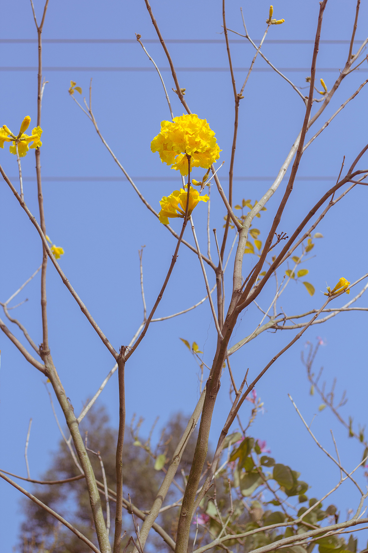 又是一年春来到