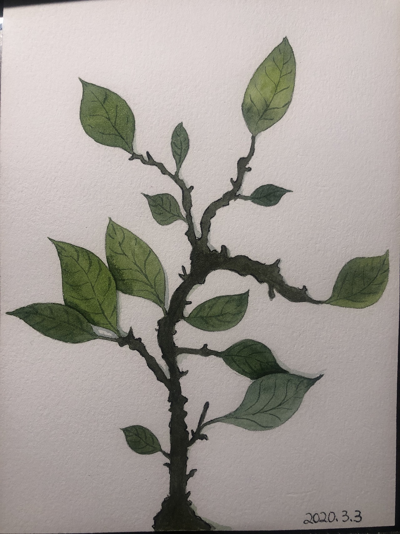 一组水彩小植物