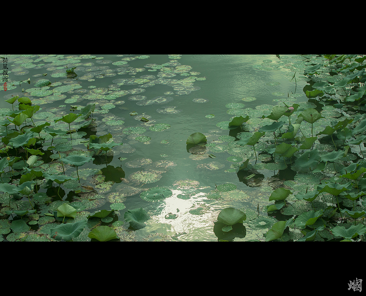 荷风微雨