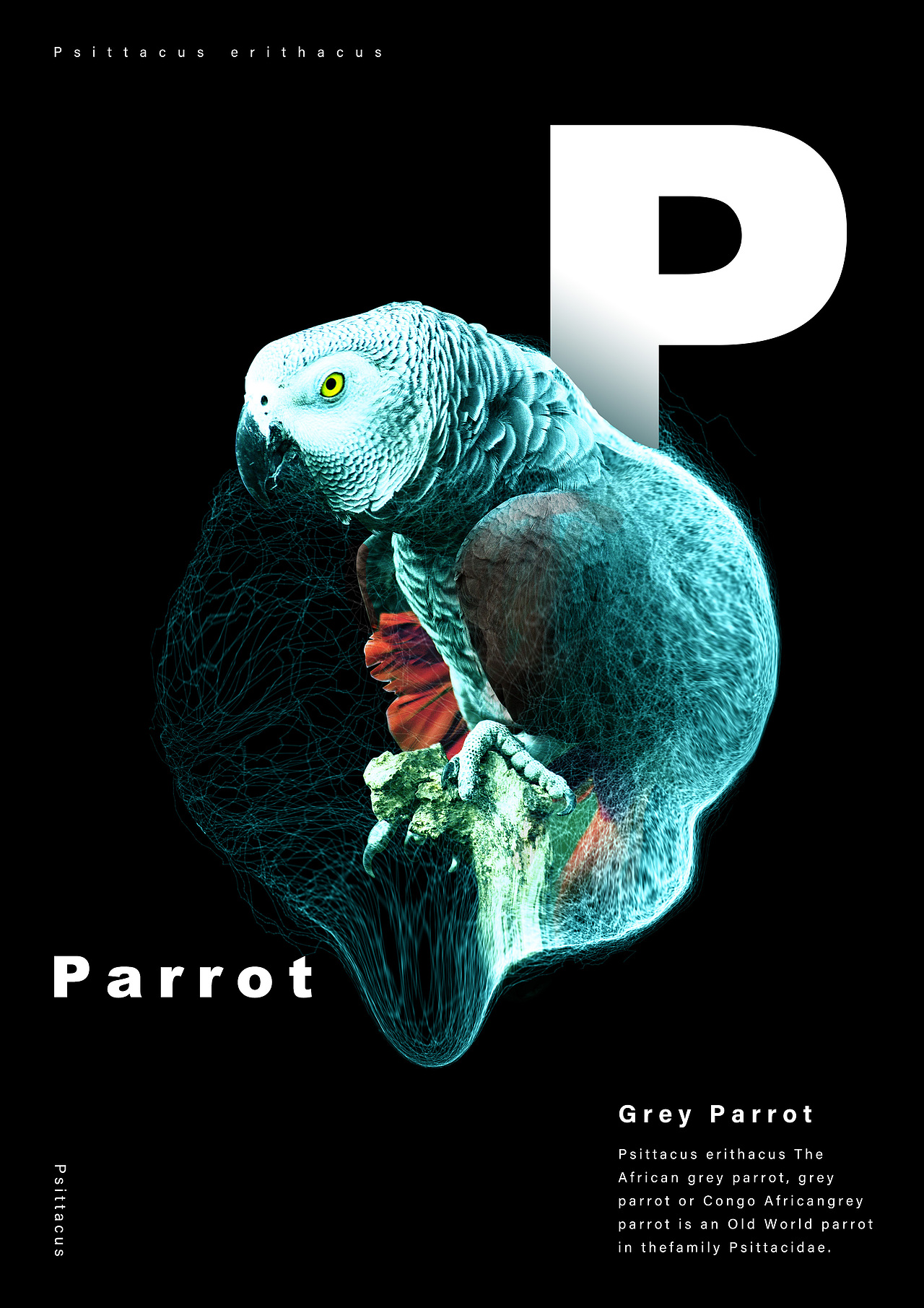 动物集（图ZMTI4NjAyMjcy） - 海报 - 站酷设计师吃丸子的章鱼原创素材 - 站酷ZCOOL