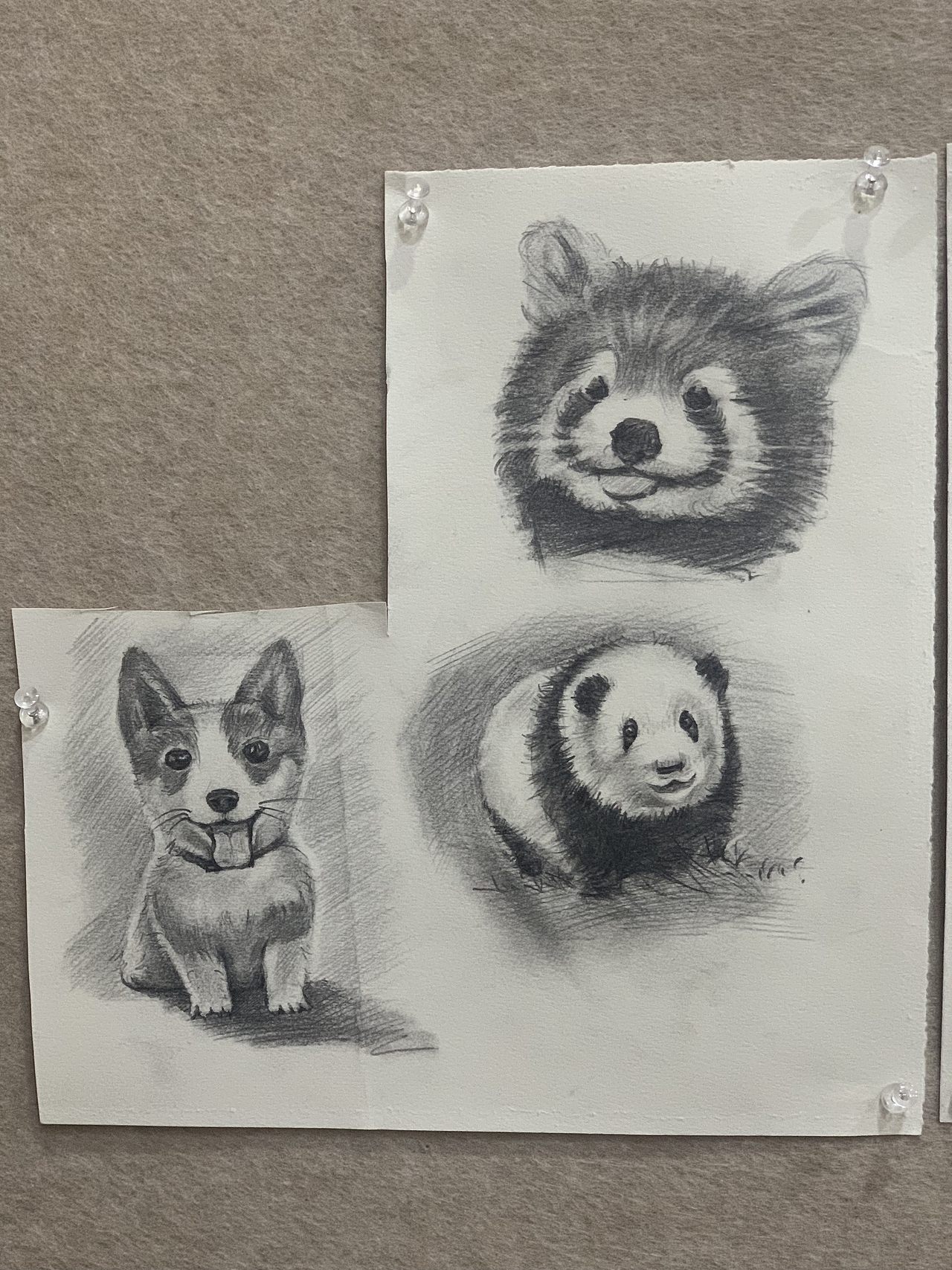 最近的小素描练习-动物