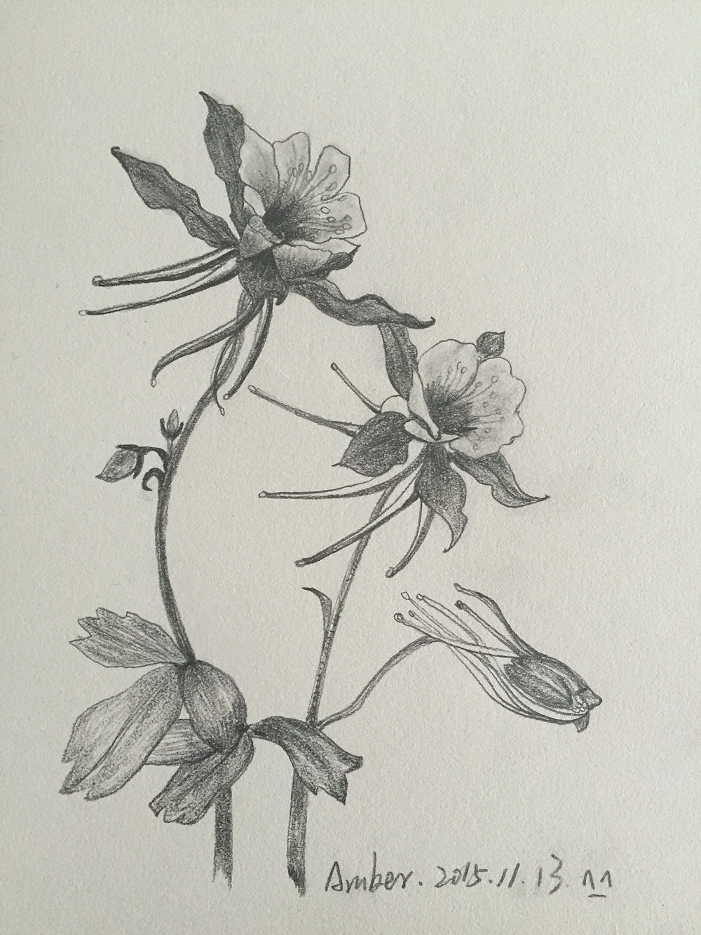 临摹素描-花卉|插画|创作习作|云边月_原创作品-站酷zcool