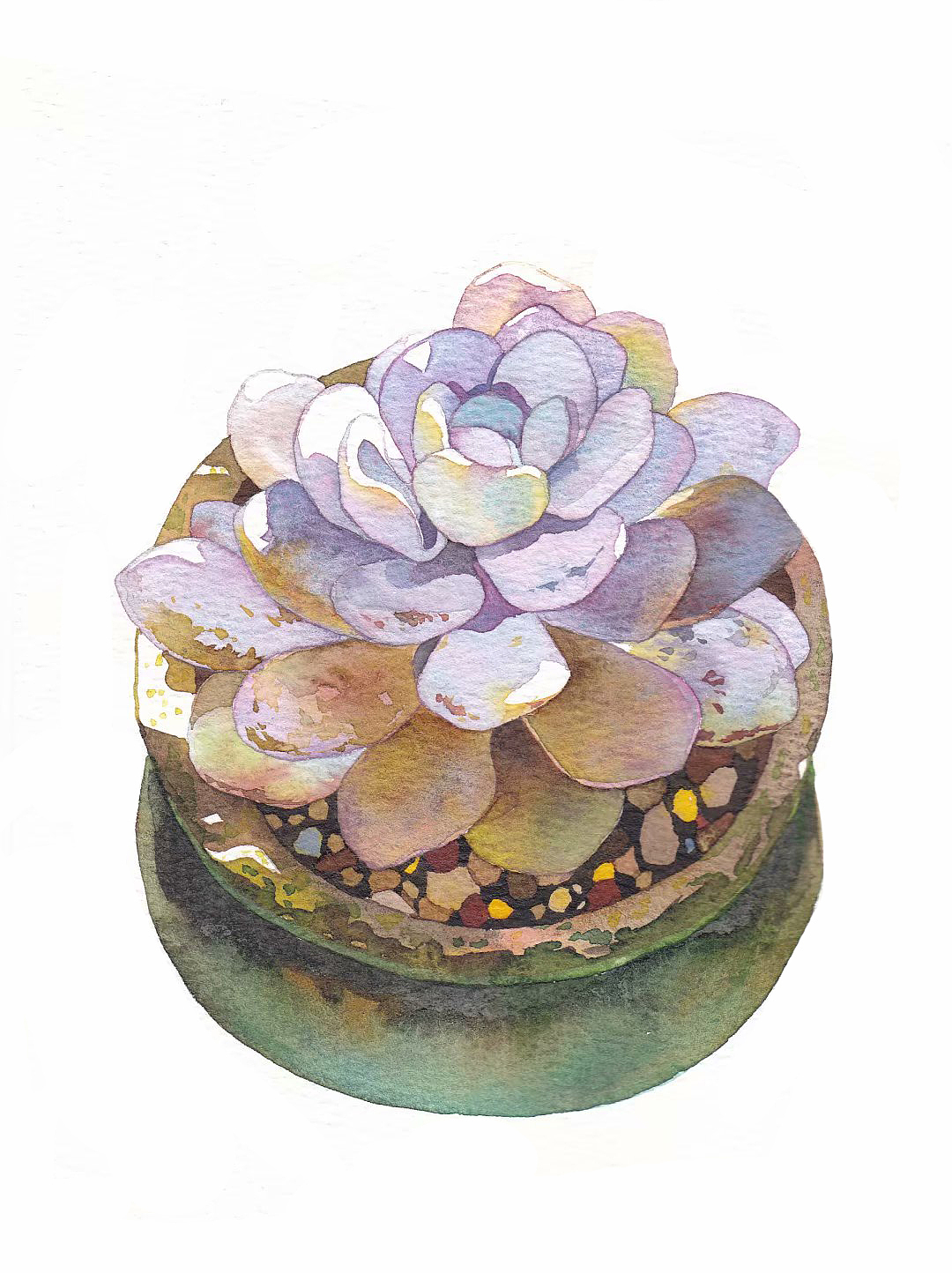 水彩手绘多肉植物系列（图ZMjAxMjAxNTIw） - 绘画 - 站酷设计师插画师酸酸原创素材 - 站酷ZCOOL