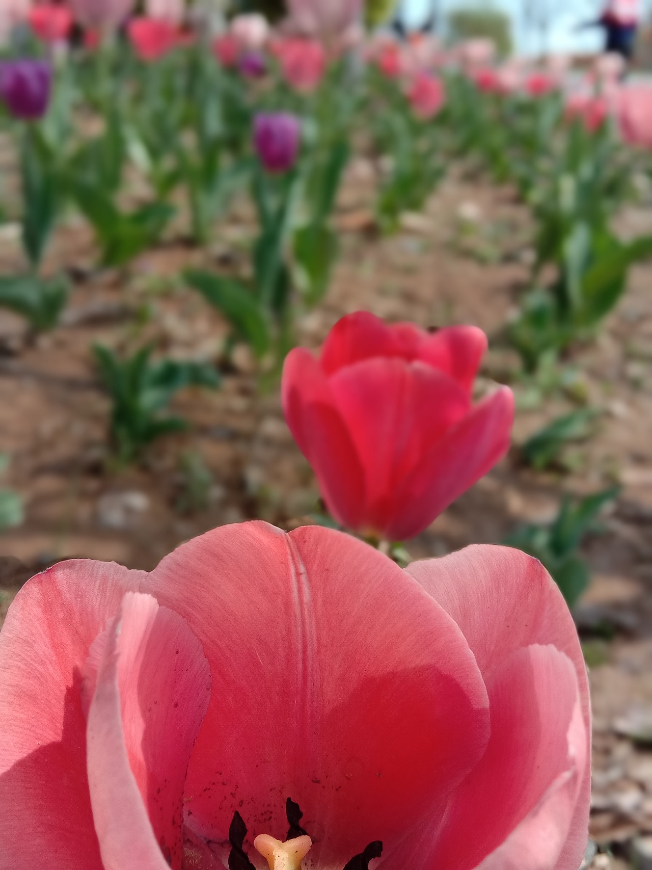 春息（圖ZMjA0MzU3OTIw） - 風光攝影 - 站酷設(shè)計師檸檬小店原創(chuàng)素材 - 站酷ZCOOL