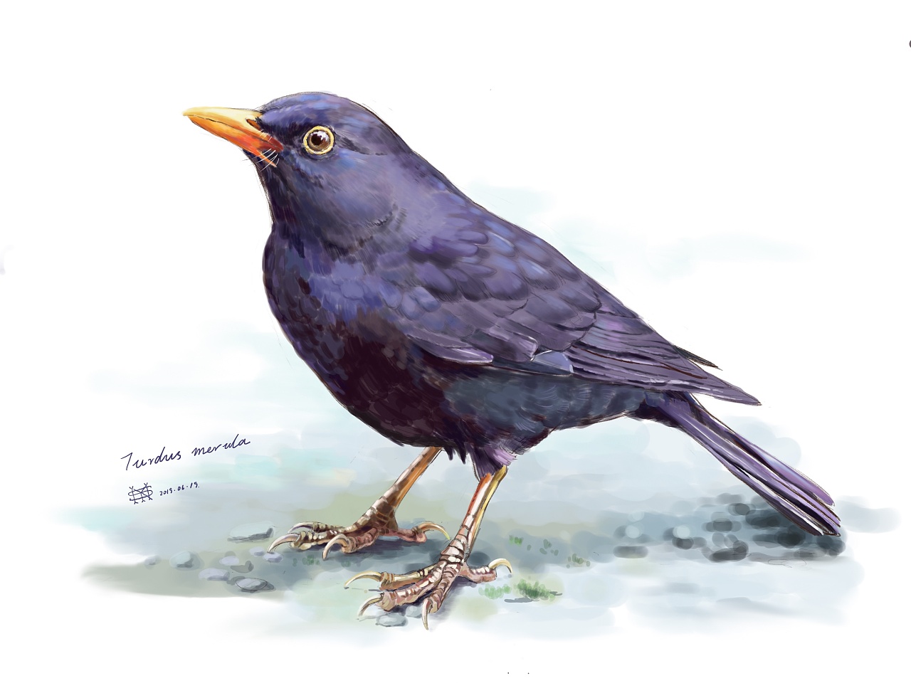 鸟类图鉴 #02 乌鸫