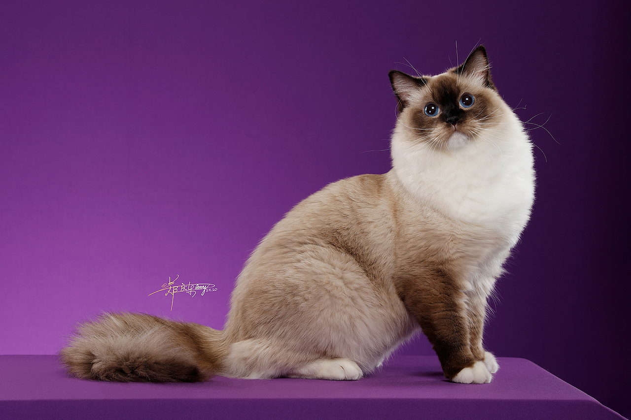 布偶猫（图ZMTgwNjg4NjI0） - 宠物摄影 - 站酷设计师AMYWORKS赛猫摄影原创素材 - 站酷ZCOOL