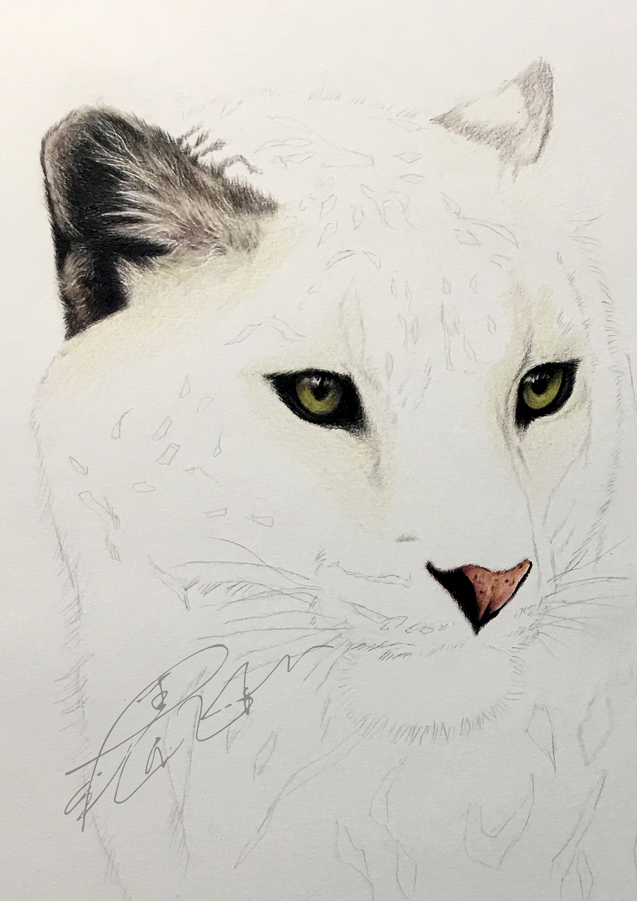 如果你热爱绘画,请跟我一起走~~~(雪豹绘画步骤)