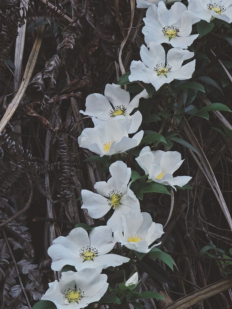 白色花花,你喜欢嘛
