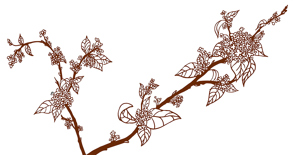 桂花花茶装潢图案设计
手绘线稿扫描图案