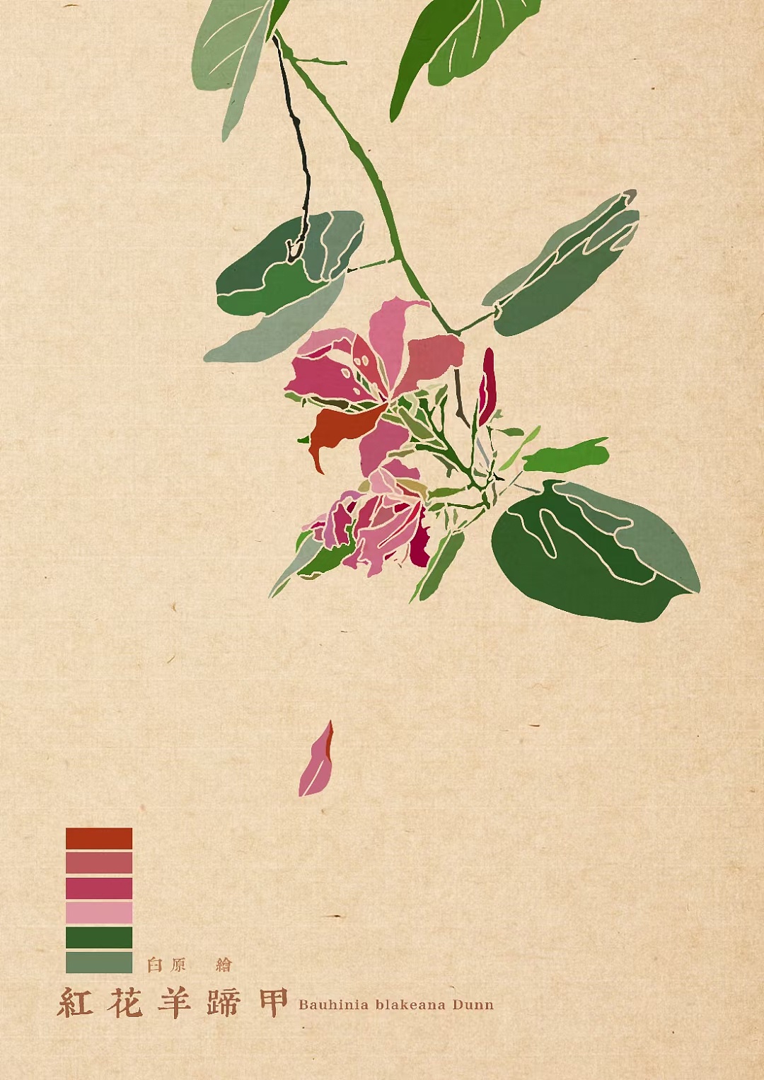 百花绘之红花羊蹄甲