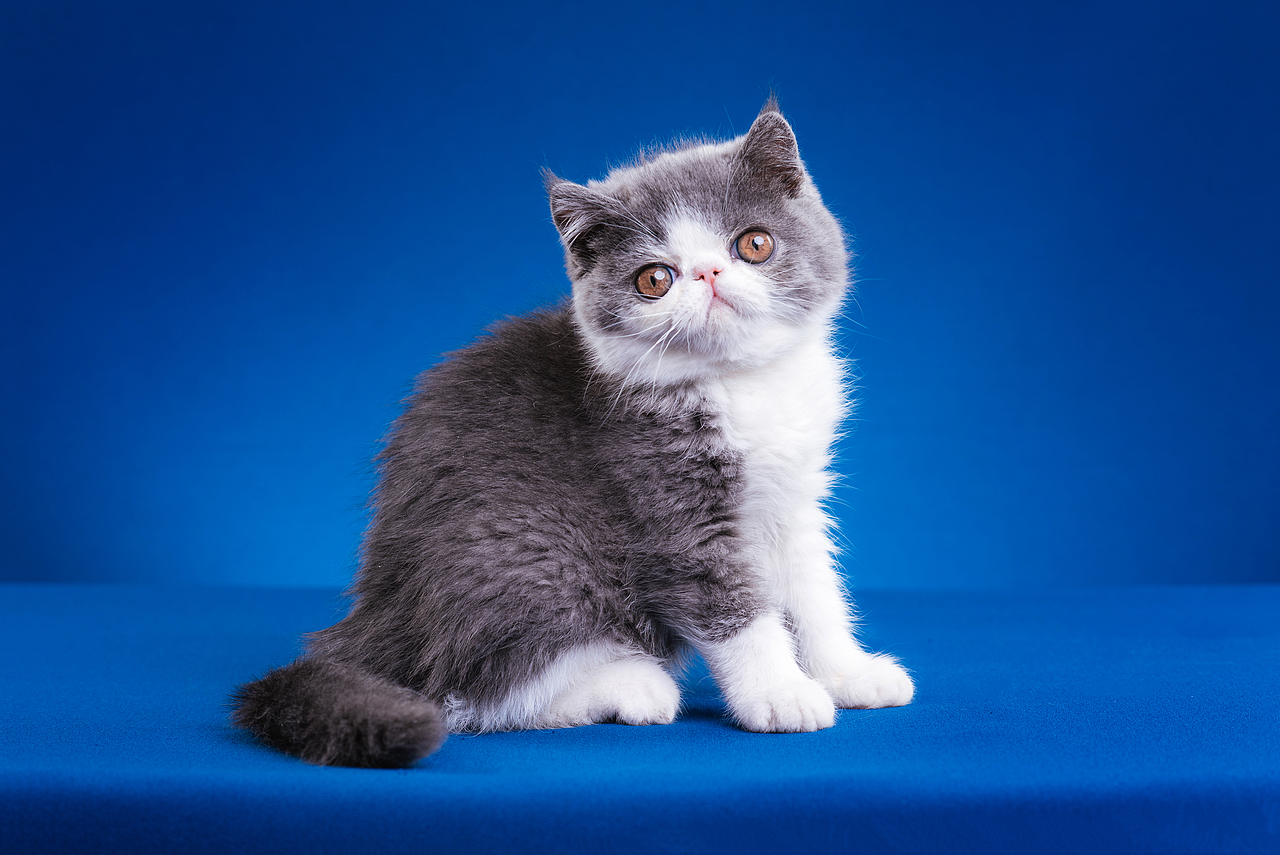 异国短毛猫柿饼儿和他的孩子们（图ZMTUyNTQ2MzY0） - 宠物摄影 - 站酷设计师克查原创素材 - 站酷ZCOOL