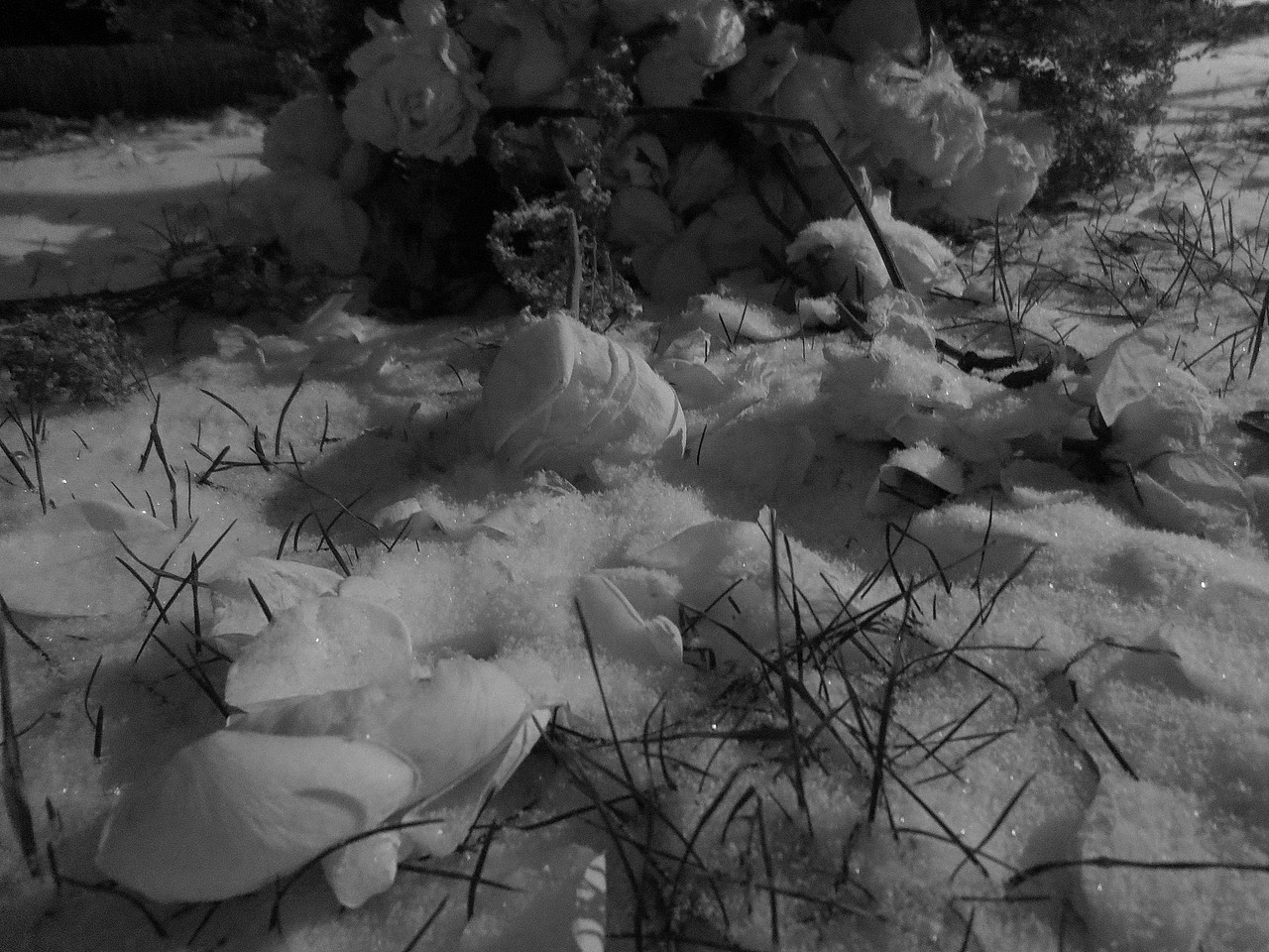 被遗弃的玫瑰第二弹(黑白)