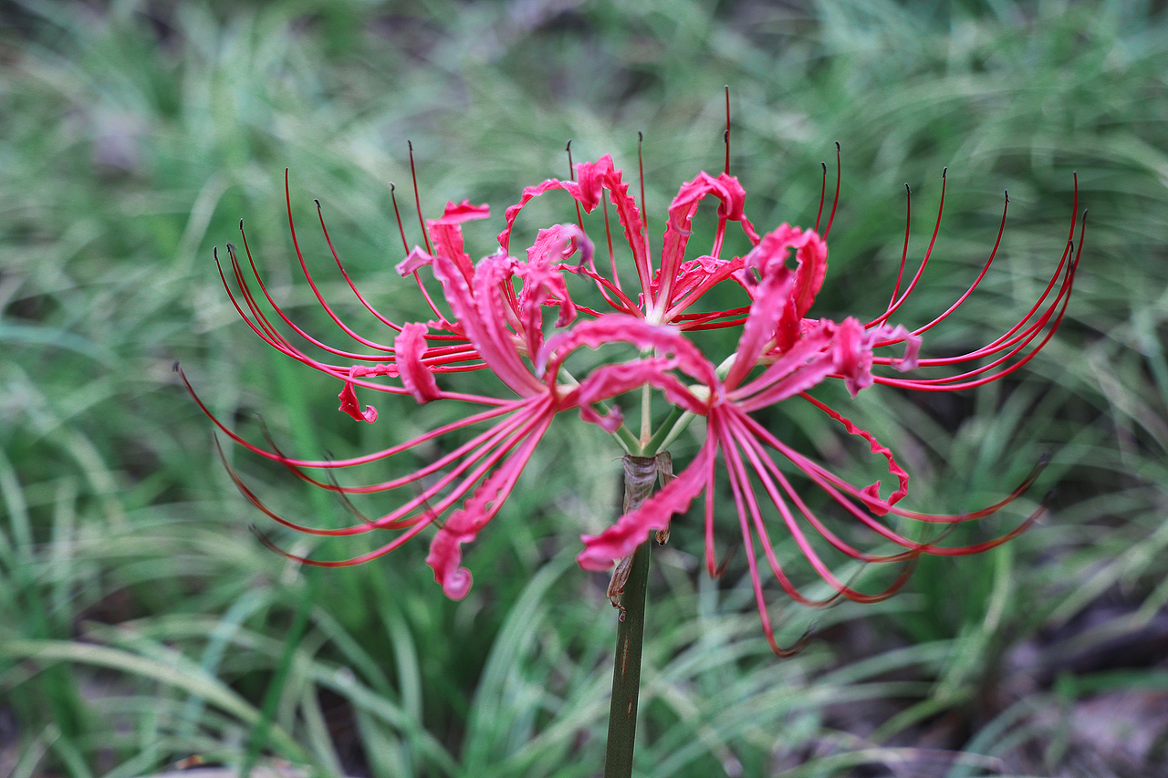 彼岸花·曼珠沙华（图ZMTg0MTY4OTMy） - 风光摄影 - 站酷设计师公子雪原创素材 - 站酷ZCOOL