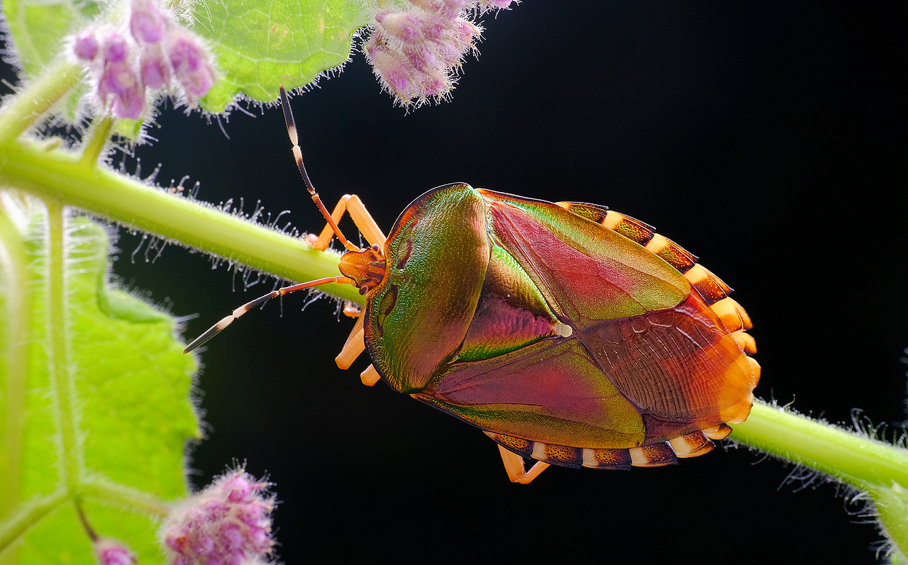 昆虫游记让我们再游一圈丛林看看大自然的小精灵