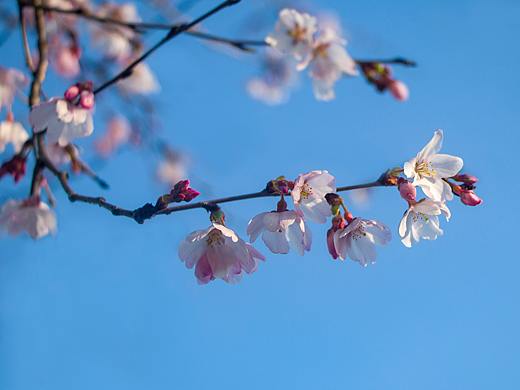 春光明媚,早樱、杏花