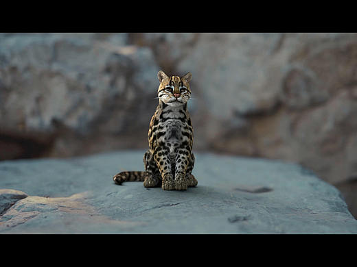 豹猫兄弟二更啦！