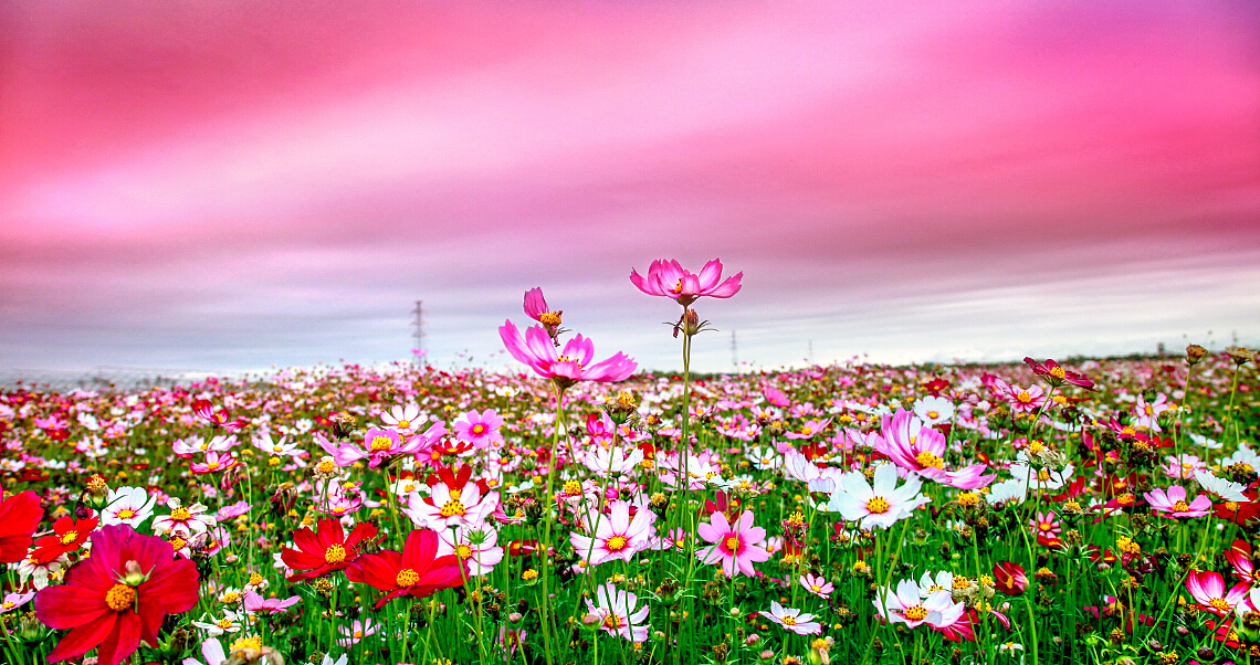 "鲜花怒放"节日快乐