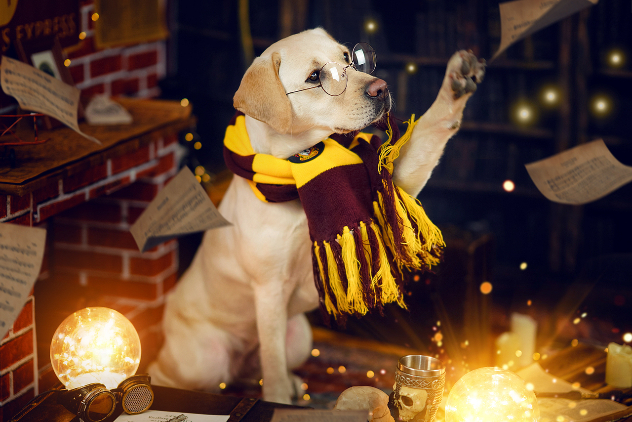 拉布拉多合集——宠爱拾光宠物摄影