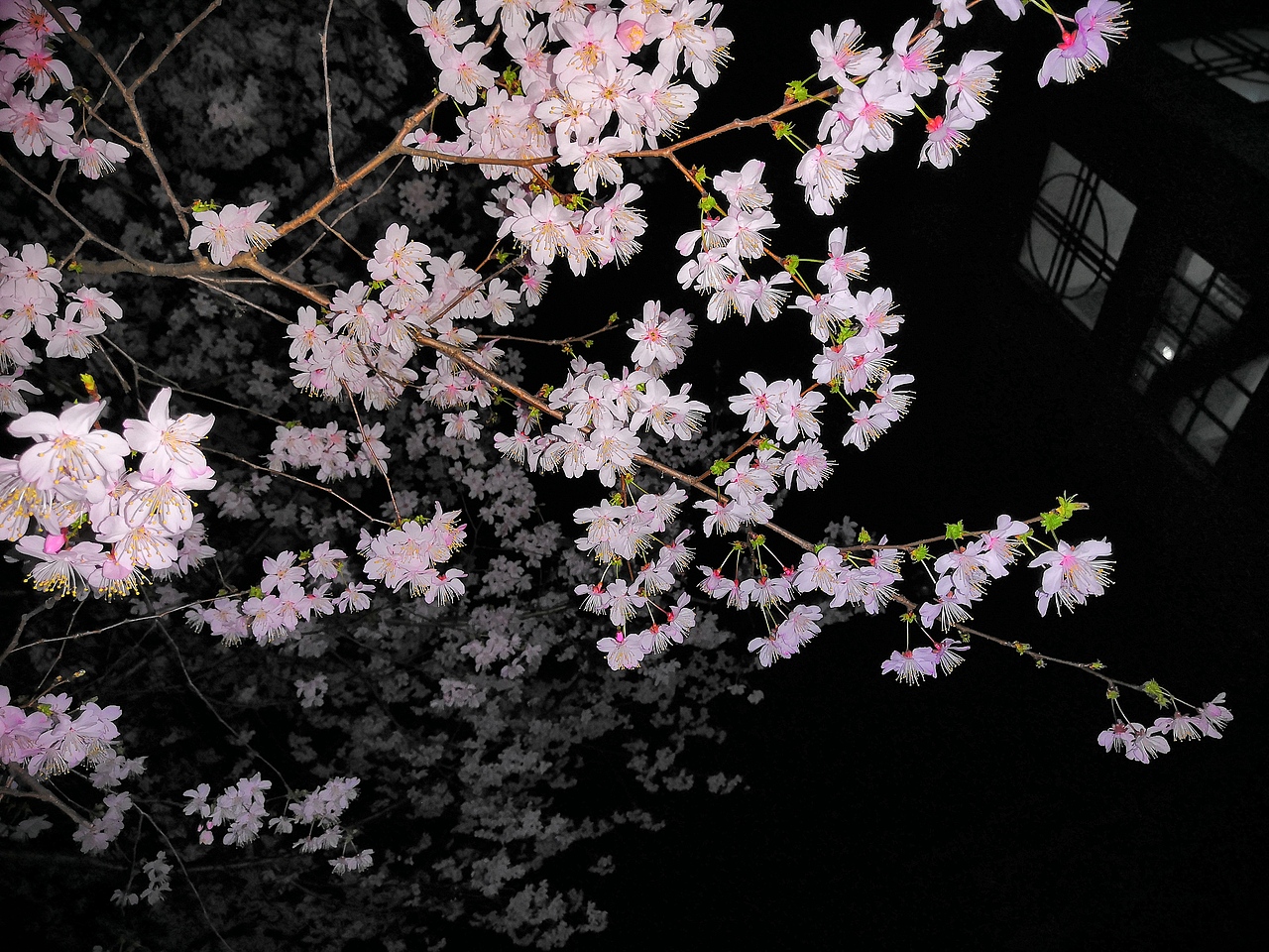 晓庄夜里的樱花