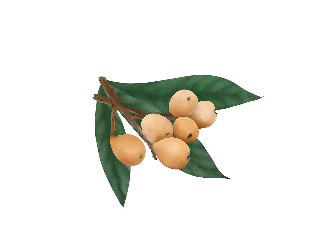 水果系列-枇杷（图ZMjMyODA4MzU2） - 商业插画 - 站酷设计师順殷原创素材 - 站酷ZCOOL