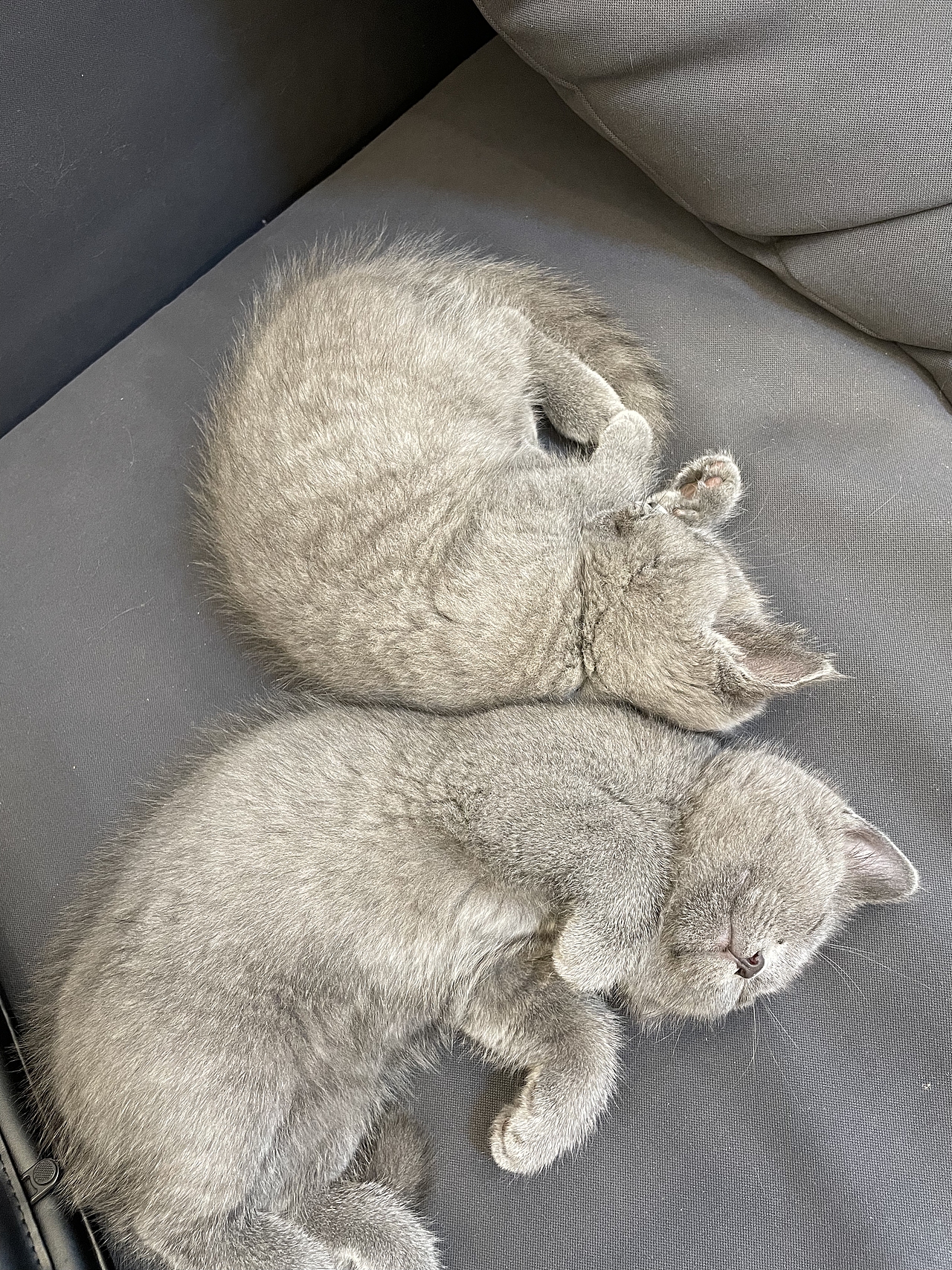 我家的懒猫（图ZMjc4MjM3MDgw） - 宠物摄影 - 站酷设计师黄宇环原创素材 - 站酷ZCOOL